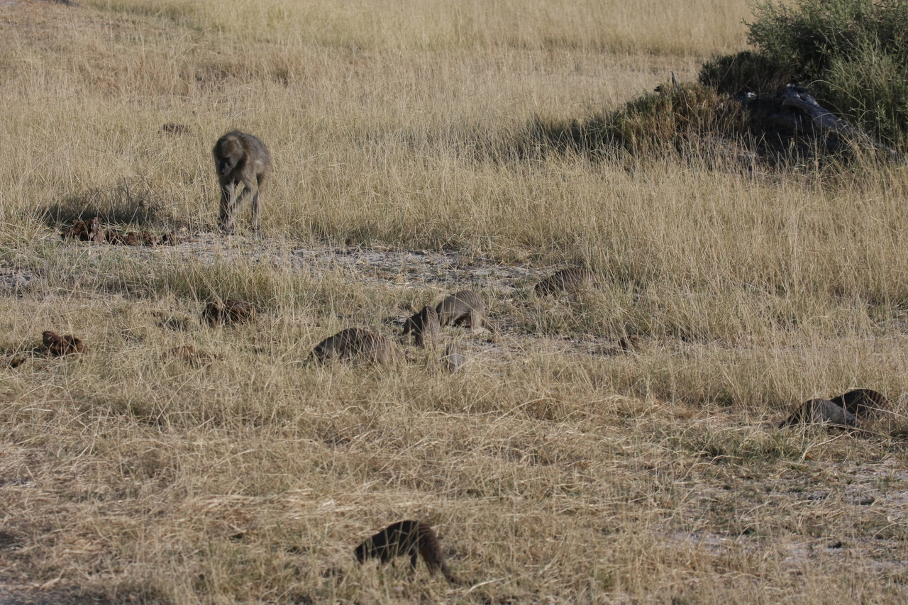 [18403] 2016_06_28_02_50_29_Africa_Canon_EOS_40D_IMG__10052.jpg