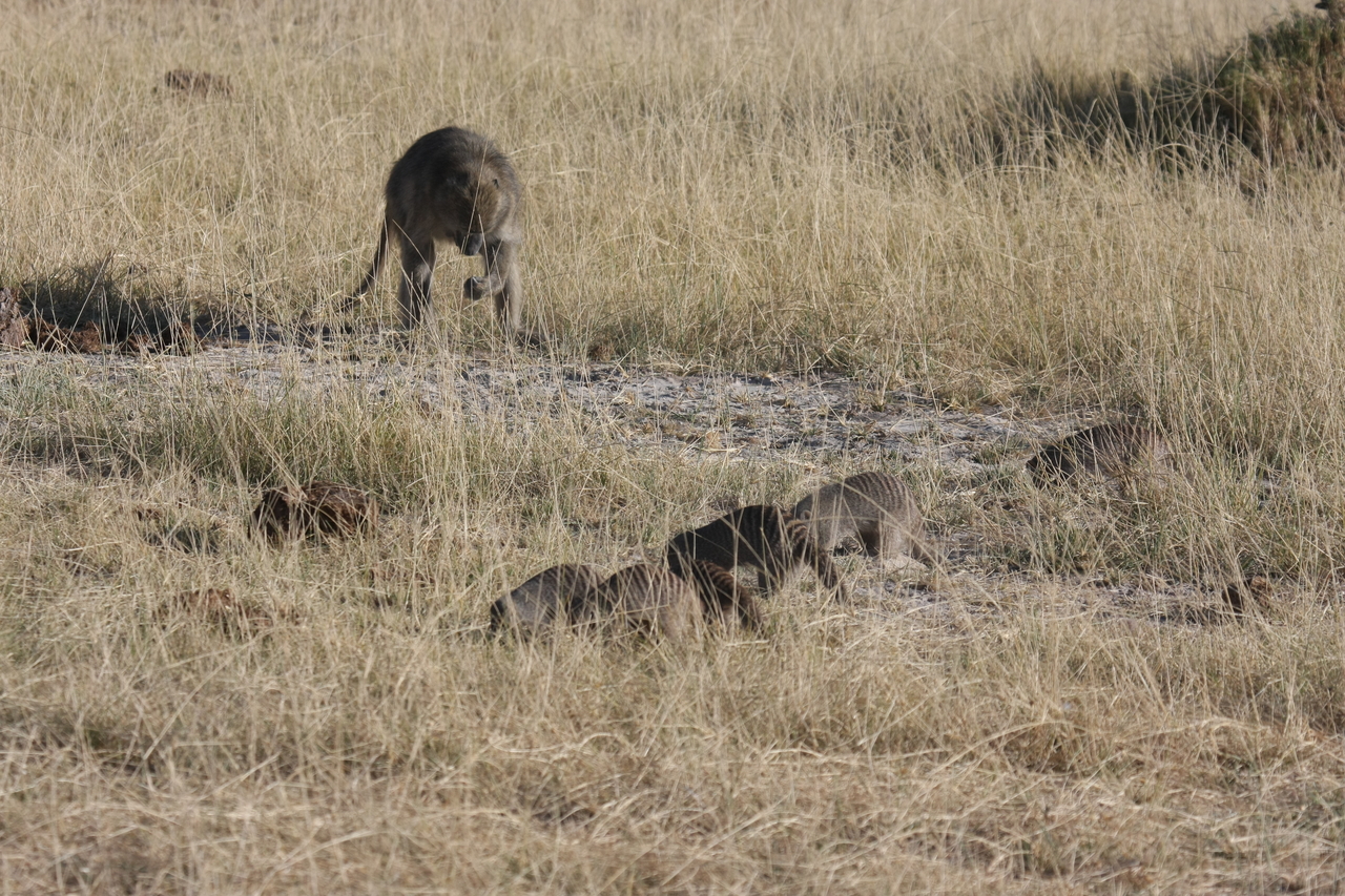 [18408] 2016_06_28_02_50_34_Africa_Canon_EOS_40D_IMG__02607.jpg