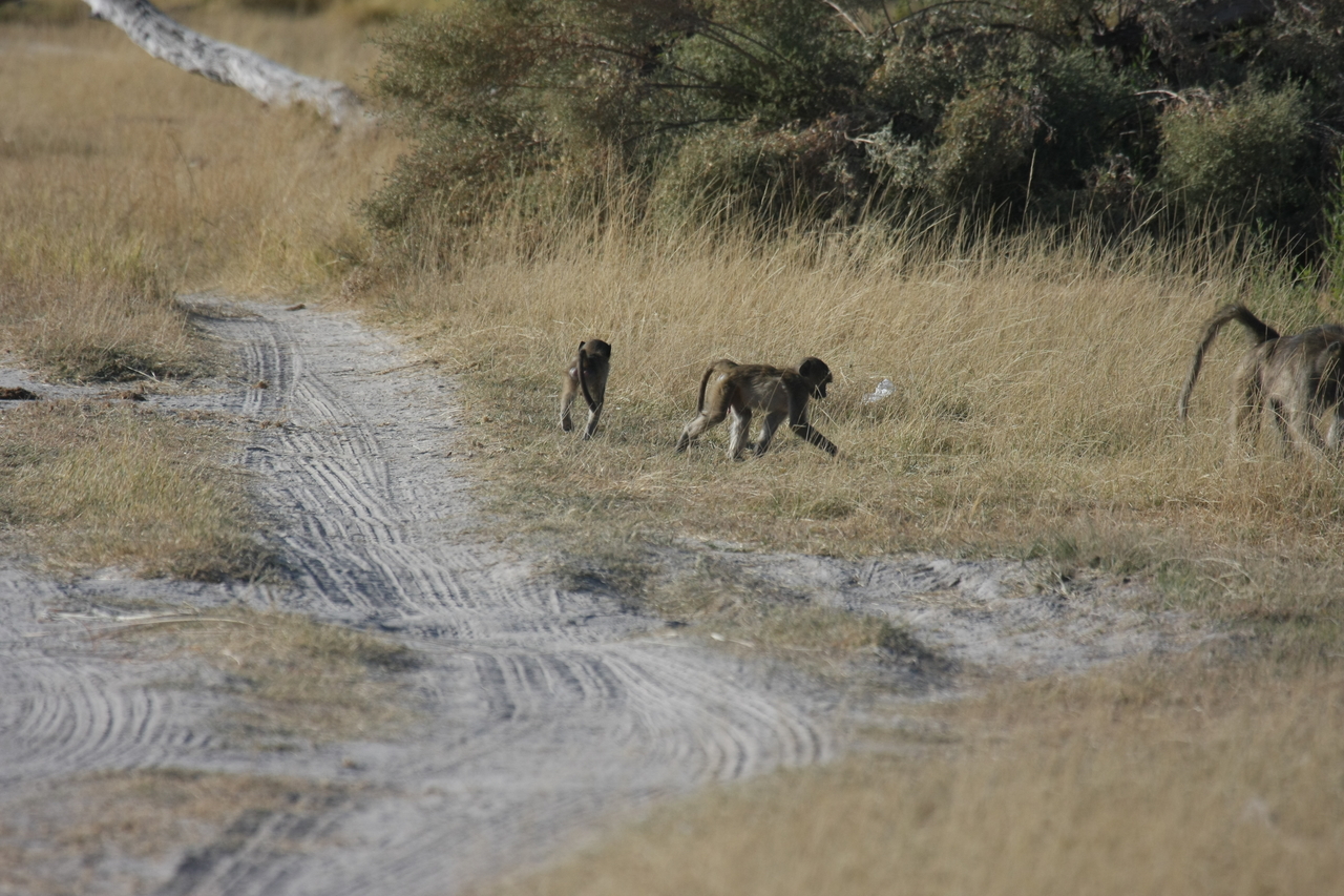[18419] 2016_06_28_02_51_17_Africa_Canon_EOS_40D_IMG__10060.jpg