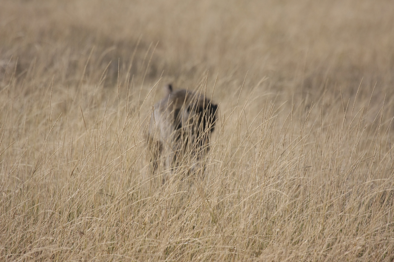 [18426] 2016_06_28_02_51_35_Africa_Canon_EOS_40D_IMG__00229.jpg