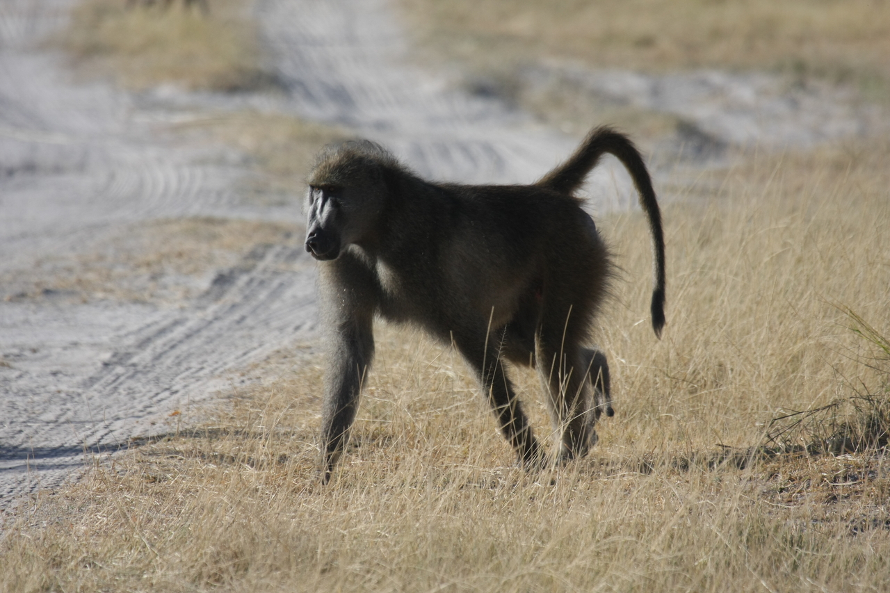 [18437] 2016_06_28_02_51_43_Africa_Canon_EOS_40D_IMG__02620.jpg