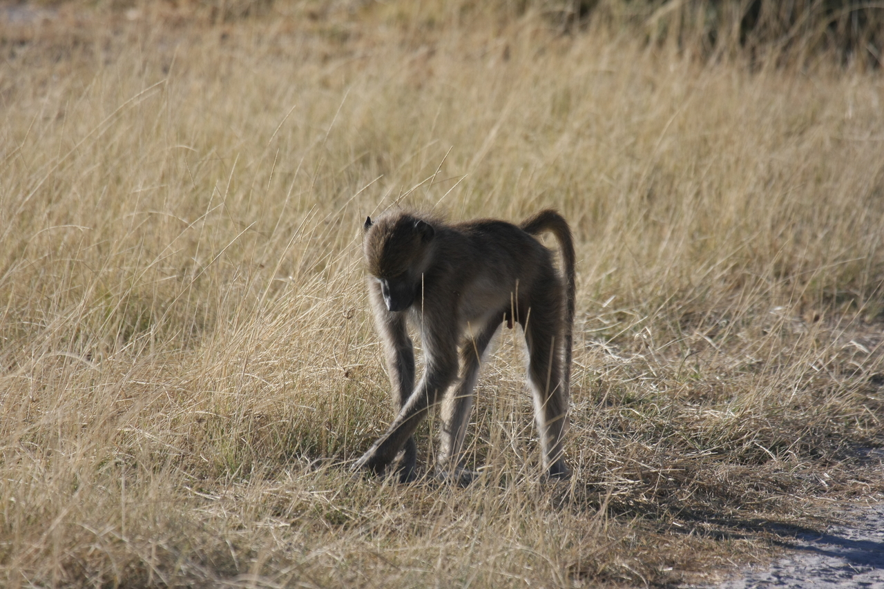 [18444] 2016_06_28_02_52_04_Africa_Canon_EOS_40D_IMG__00235.jpg