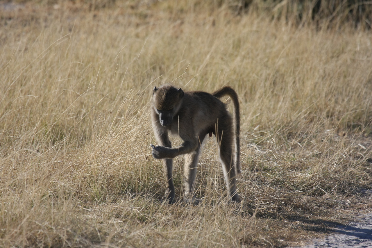 [18448] 2016_06_28_02_52_04_Africa_Canon_EOS_40D_IMG__02624.jpg
