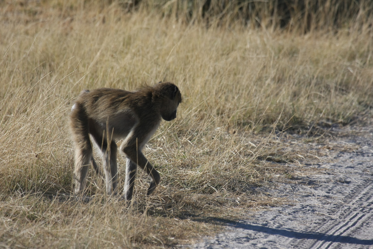 [18455] 2016_06_28_02_52_06_Africa_Canon_EOS_40D_IMG__10073.jpg