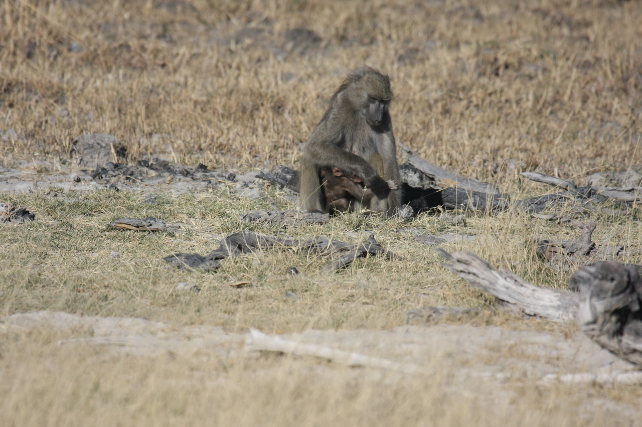 [18457] 2016_06_28_02_52_32_Africa_Canon_EOS_40D_IMG__00241.jpg