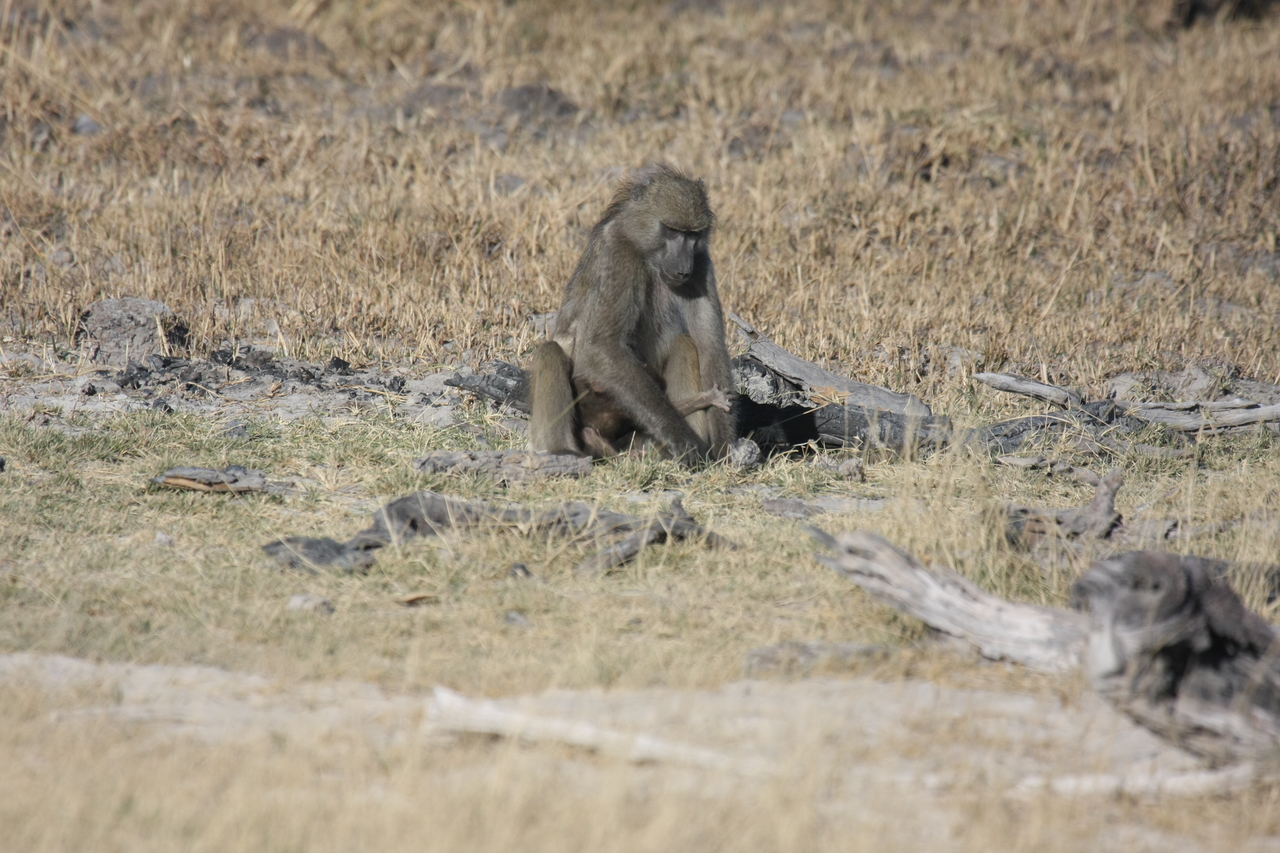 [18460] 2016_06_28_02_52_32_Africa_Canon_EOS_40D_IMG__10074.jpg
