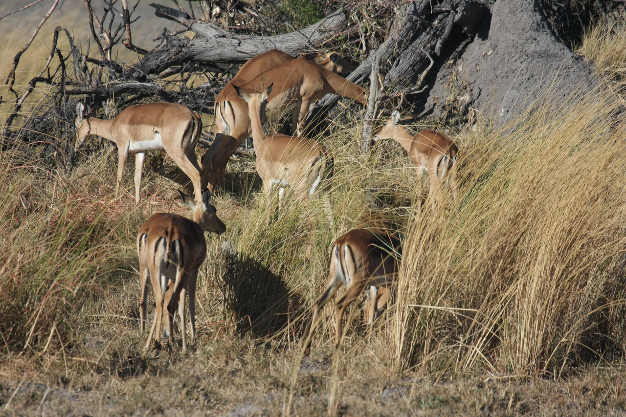 [18490] 2016_06_28_02_53_24_Africa_Canon_EOS_40D_IMG__00253.jpg