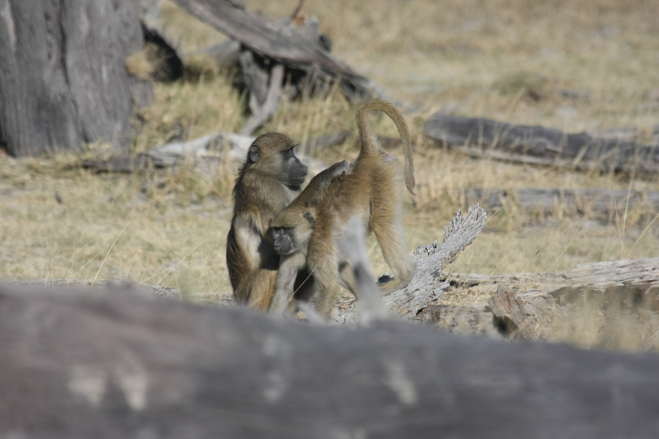 [18506] 2016_06_28_02_53_46_Africa_Canon_EOS_40D_IMG__00260.jpg