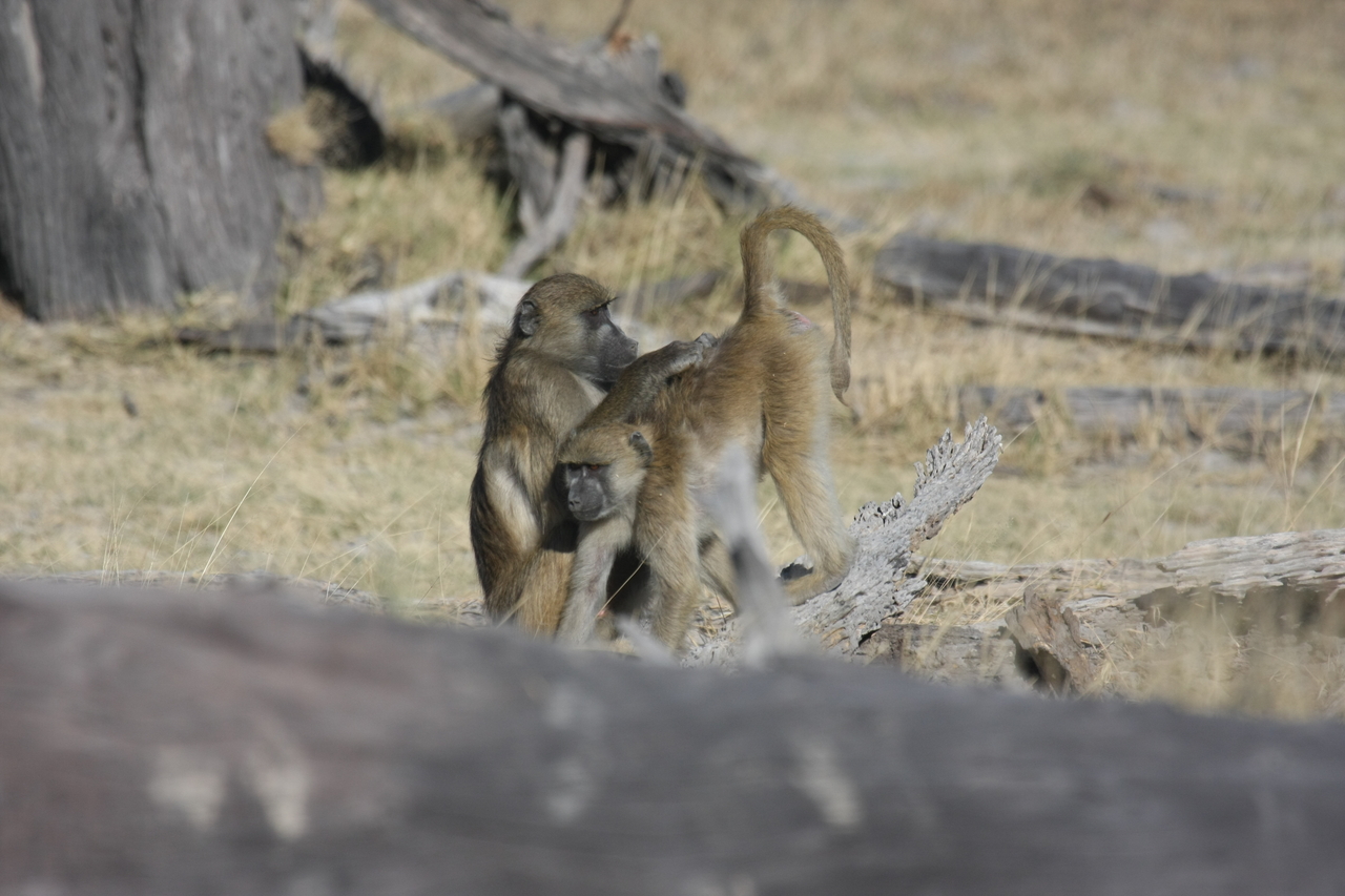 [18508] 2016_06_28_02_53_46_Africa_Canon_EOS_40D_IMG__02646.jpg