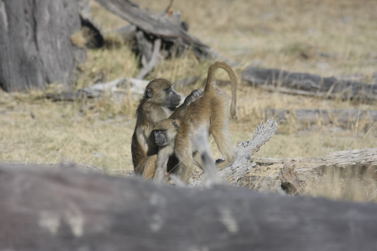 [18516] 2016_06_28_02_53_50_Africa_Canon_EOS_40D_IMG__02649.jpg