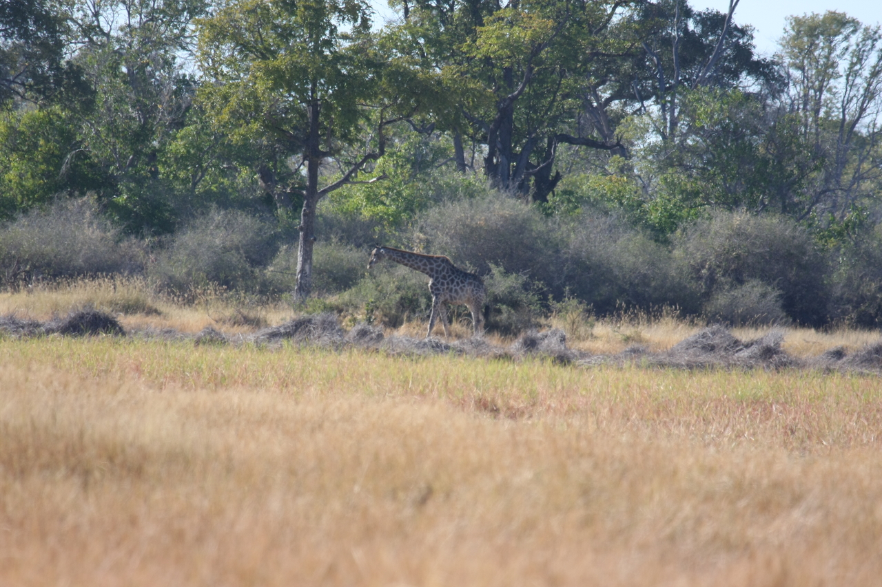 [18519] 2016_06_28_03_07_04_Africa_Canon_EOS_40D_IMG__00263.jpg