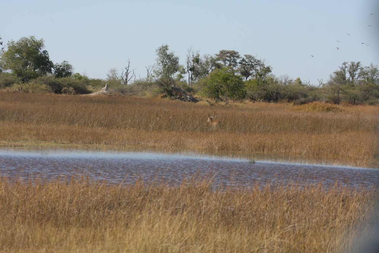 [18536] 2016_06_28_03_53_41_Africa_Canon_EOS_40D_IMG__02655.jpg