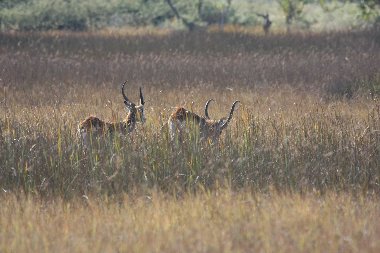 [18557] 2016_06_28_03_54_40_Africa_Canon_EOS_40D_IMG__02664.jpg