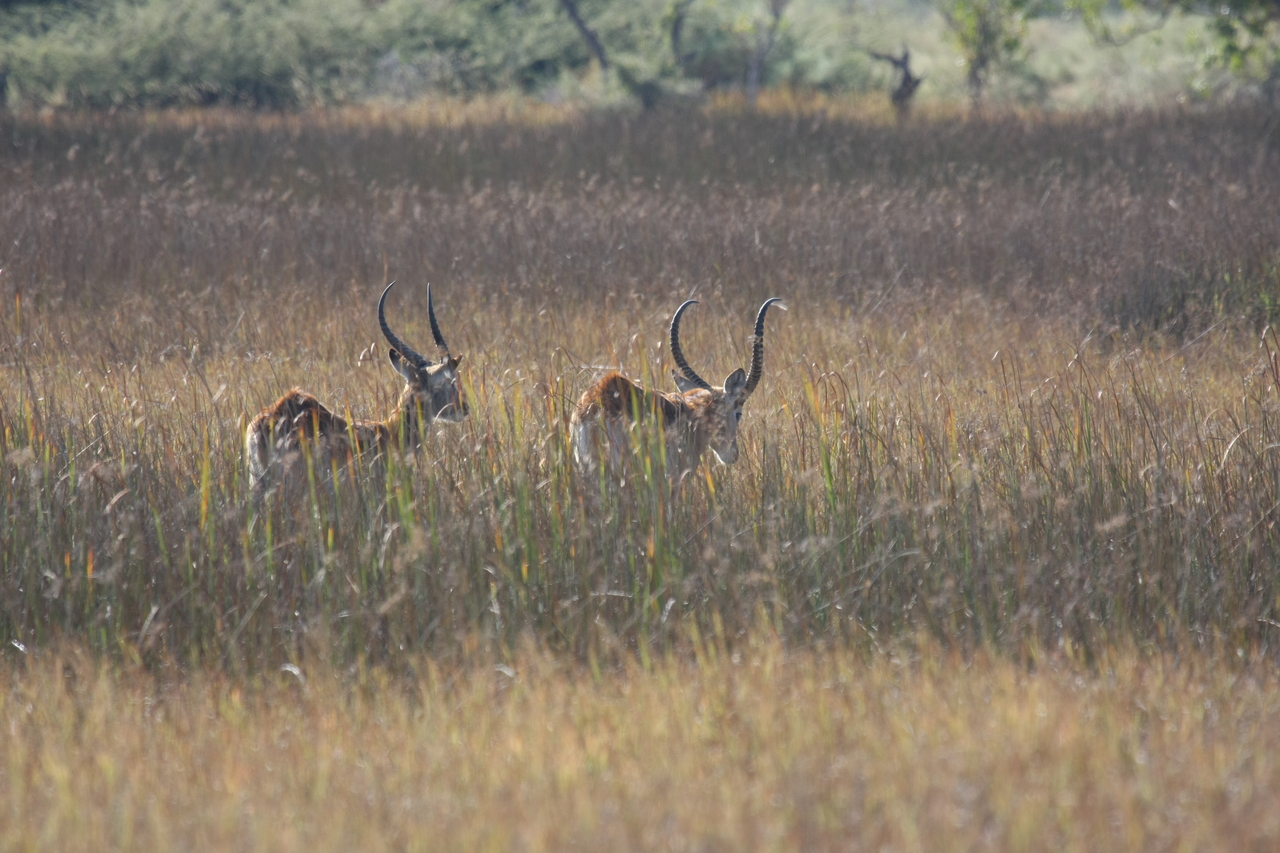 [18559] 2016_06_28_03_54_40_Africa_Canon_EOS_40D_IMG__10110.jpg