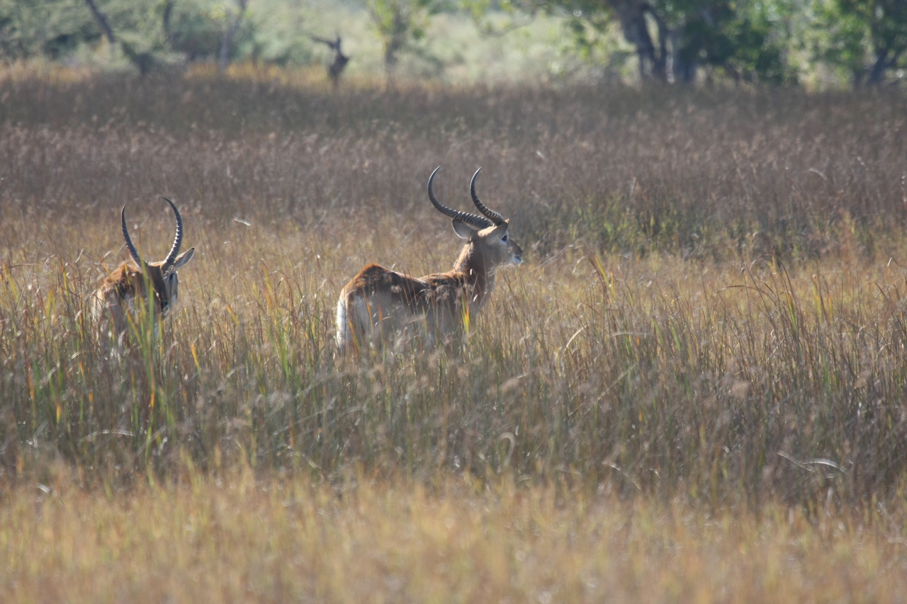 [18586] 2016_06_28_03_55_10_Africa_Canon_EOS_40D_IMG__10120.jpg