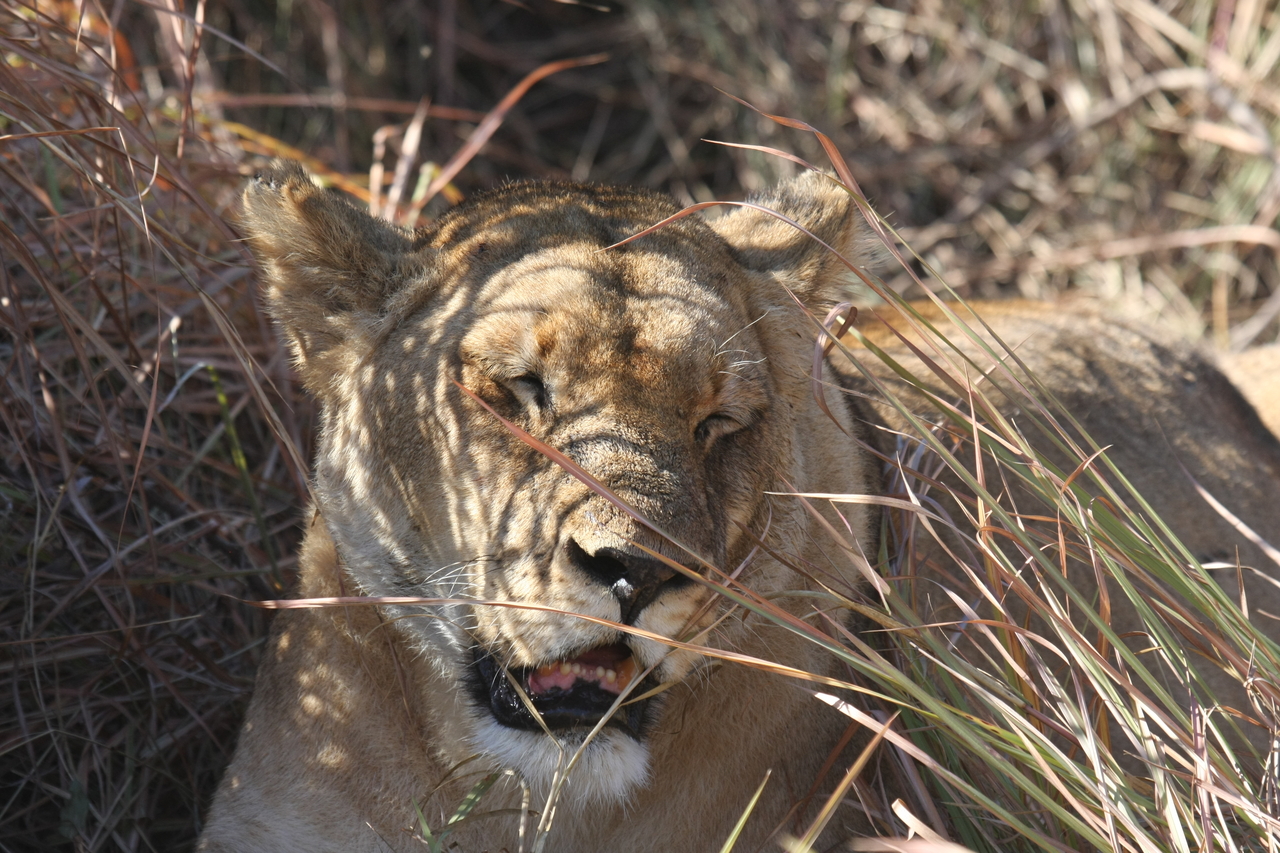 [18602] 2016_06_28_04_03_01_Africa_Canon_EOS_40D_IMG__10127.jpg