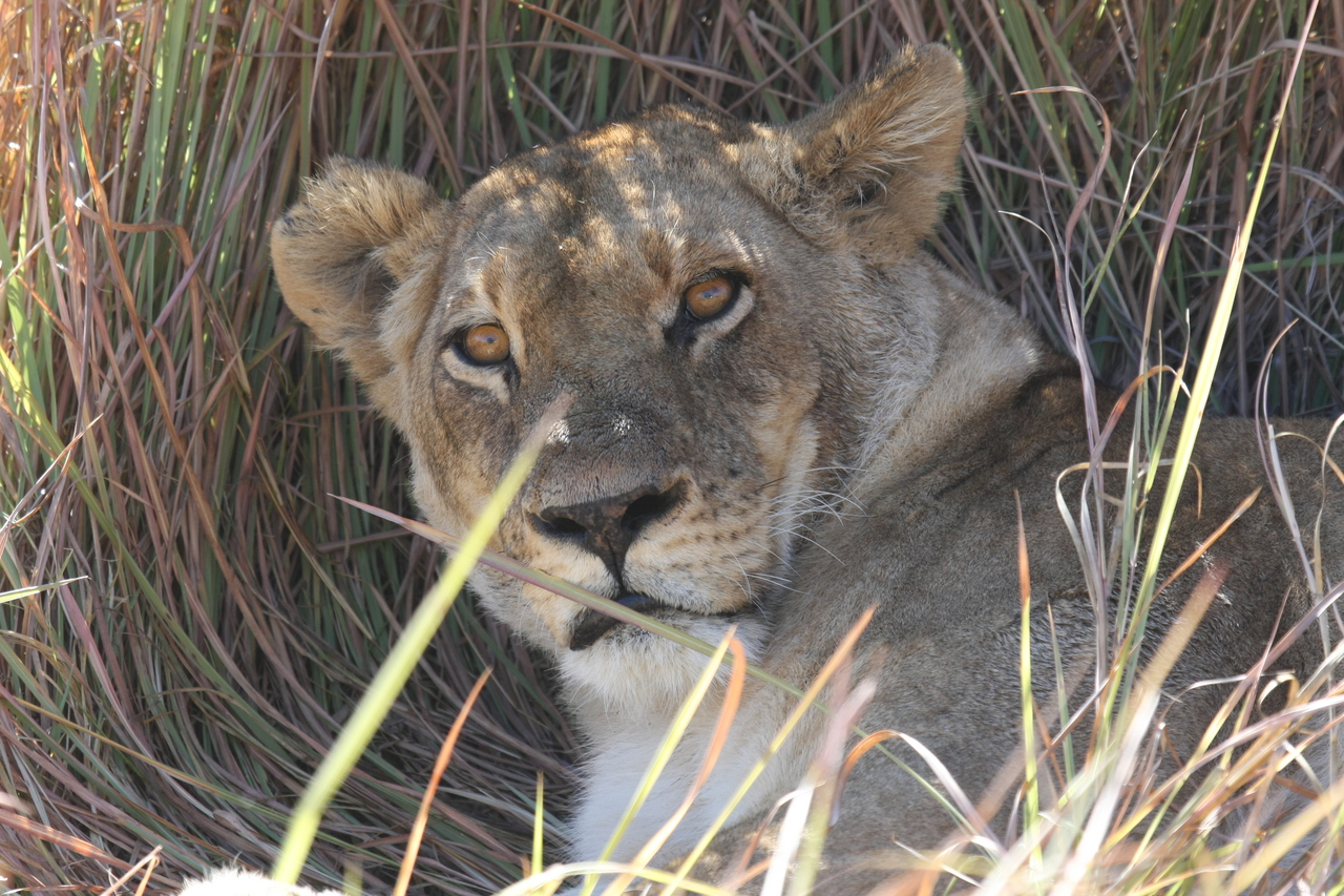 [18681] 2016_06_28_04_15_47_Africa_Canon_EOS_40D_IMG__00322.jpg