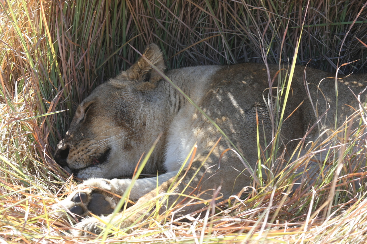 [18741] 2016_06_28_04_17_09_Africa_Canon_EOS_40D_IMG__02732.jpg