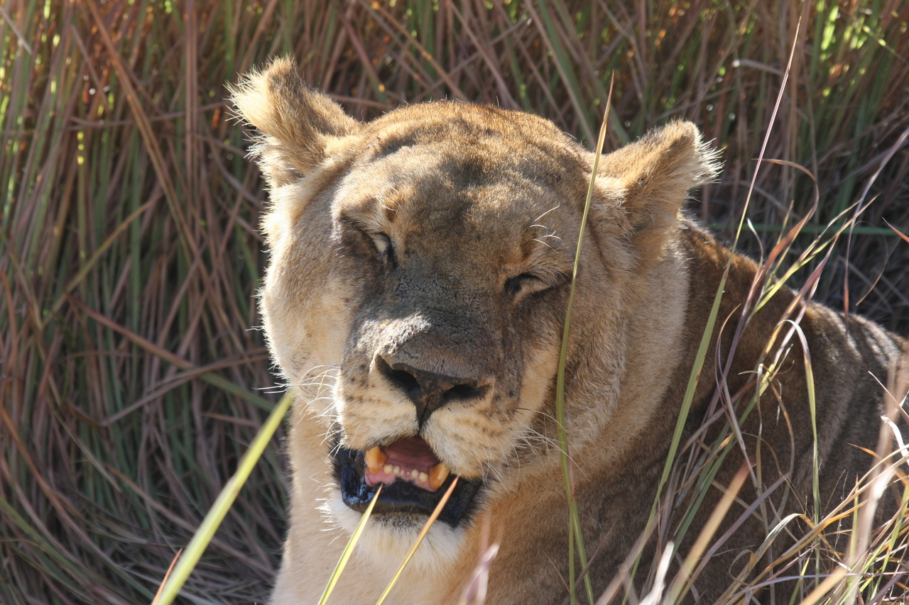 [18907] 2016_06_28_04_18_32_Africa_Canon_EOS_40D_IMG__02792.jpg