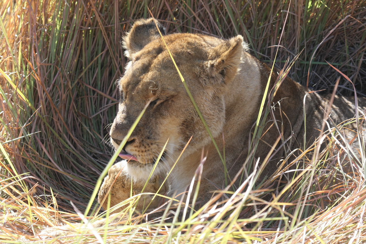 [18927] 2016_06_28_04_18_41_Africa_Canon_EOS_40D_IMG__10245.jpg