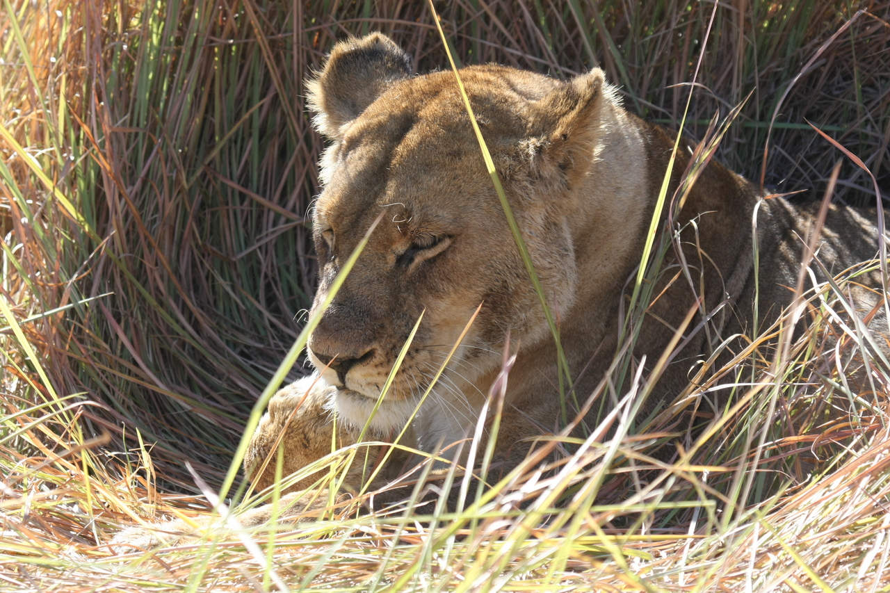[18938] 2016_06_28_04_18_43_Africa_Canon_EOS_40D_IMG__00417.jpg