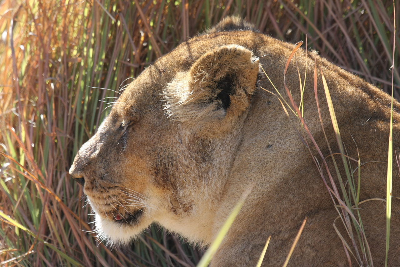 [18980] 2016_06_28_04_19_36_Africa_Canon_EOS_40D_IMG__00432.jpg