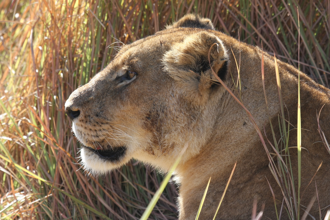 [19007] 2016_06_28_04_21_47_Africa_Canon_EOS_40D_IMG__00438.jpg