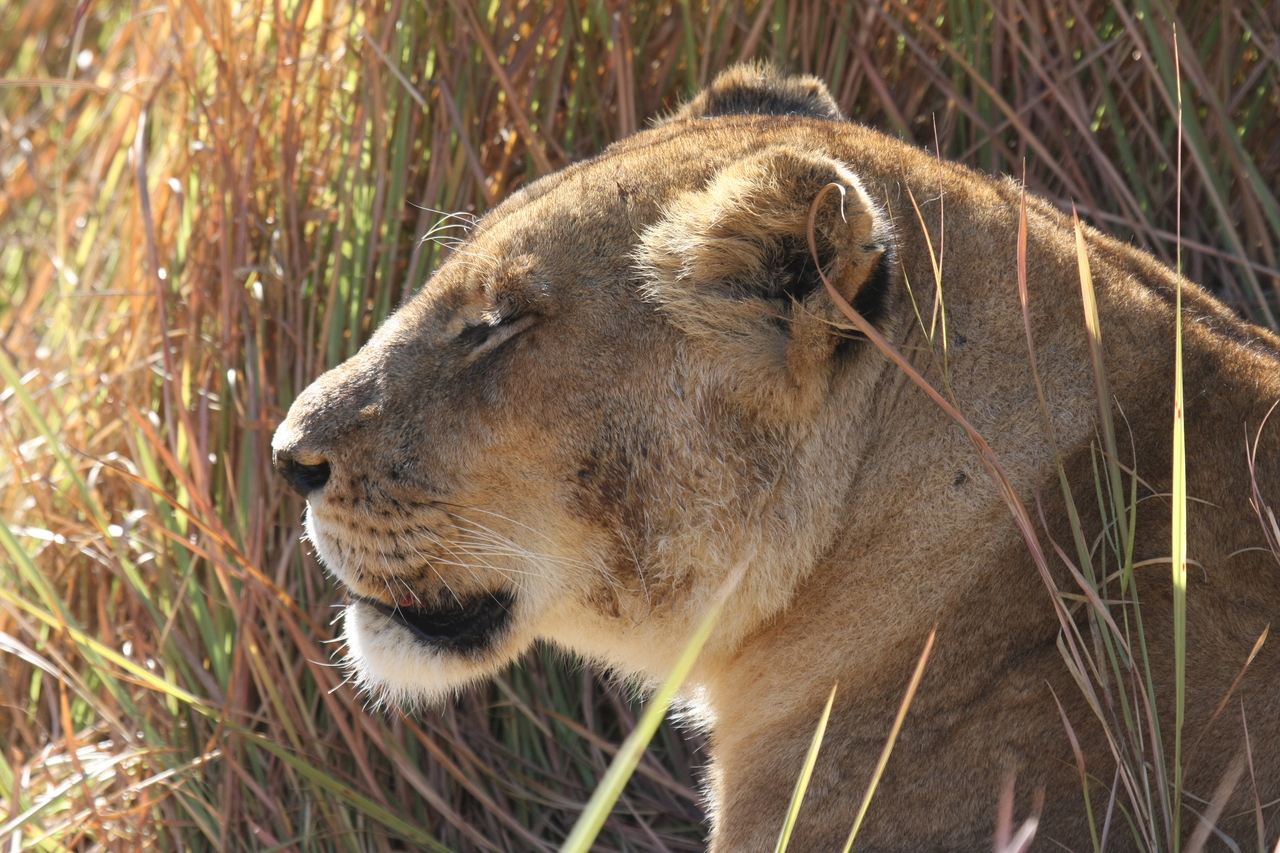 [19017] 2016_06_28_04_21_49_Africa_Canon_EOS_40D_IMG__10274.jpg