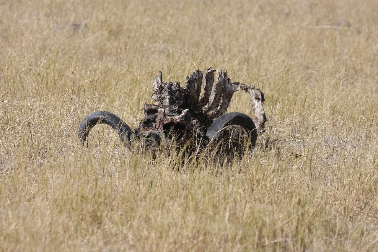 [19073] 2016_06_28_04_41_24_Africa_Canon_EOS_40D_IMG__00456.jpg