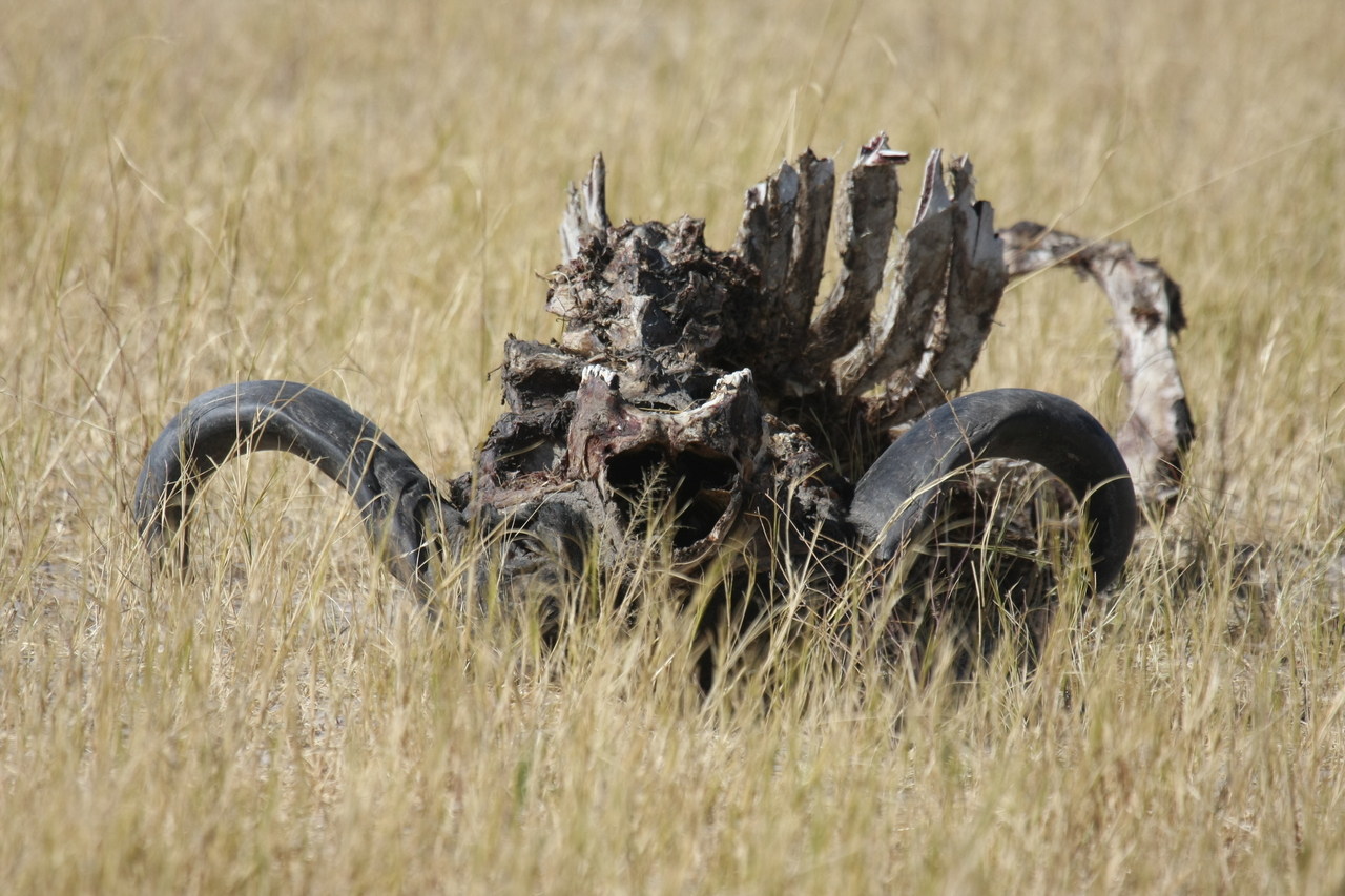[19085] 2016_06_28_04_42_06_Africa_Canon_EOS_40D_IMG__00461.jpg