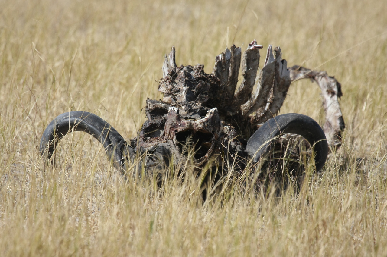 [19090] 2016_06_28_04_42_06_Africa_Canon_EOS_40D_IMG__10296.jpg
