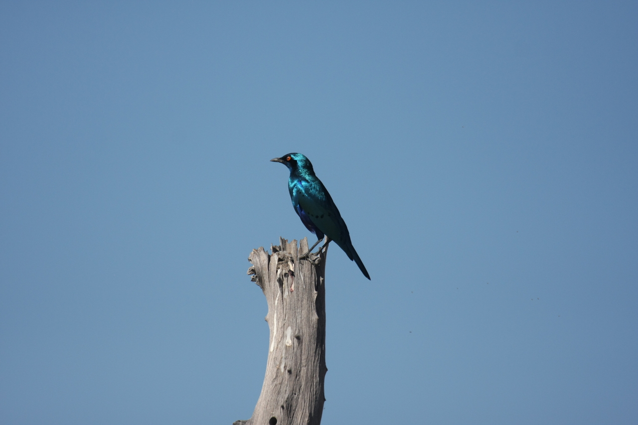 [19098] 2016_06_28_04_43_23_Africa_Canon_EOS_40D_IMG__00466.jpg