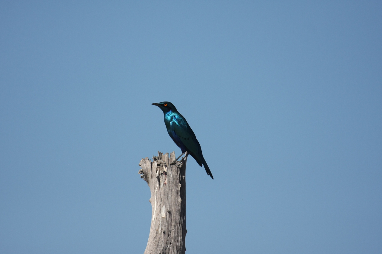 [19111] 2016_06_28_04_43_33_Africa_Canon_EOS_40D_IMG__02858.jpg