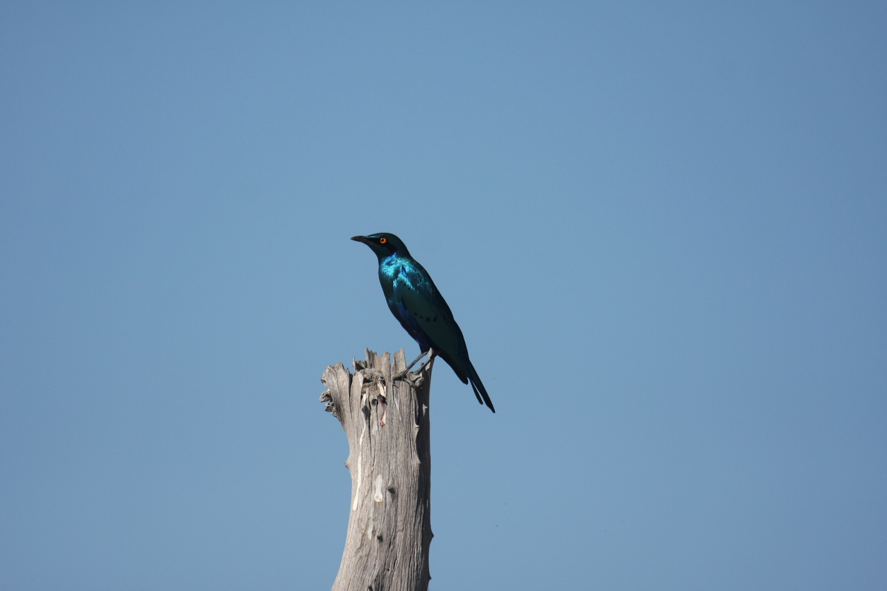 [19115] 2016_06_28_04_43_34_Africa_Canon_EOS_40D_IMG__00472.jpg
