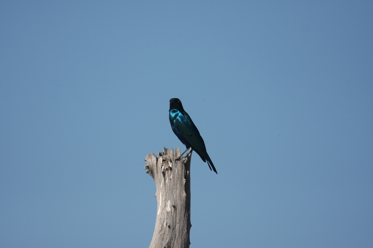 [19128] 2016_06_28_04_43_36_Africa_Canon_EOS_40D_IMG__10309.jpg