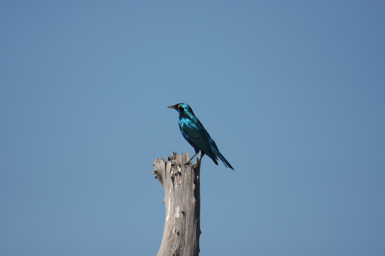 [19134] 2016_06_28_04_43_46_Africa_Canon_EOS_40D_IMG__00479.jpg