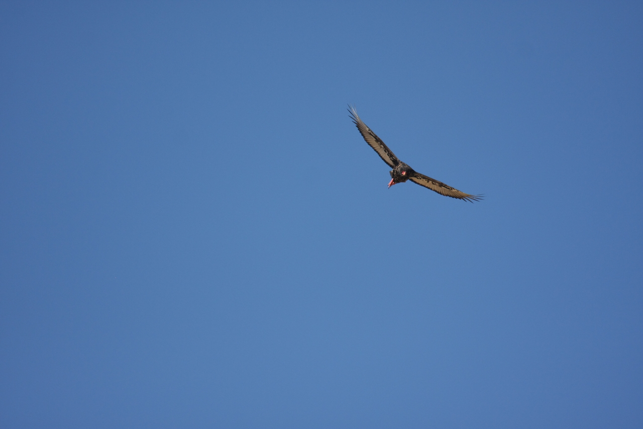 [19153] 2016_06_28_04_44_21_Africa_Canon_EOS_40D_IMG__02873.jpg
