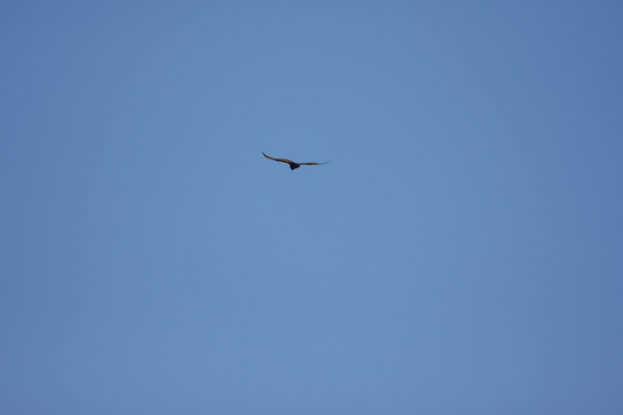 [19176] 2016_06_28_04_44_42_Africa_Canon_EOS_40D_IMG__02881.jpg