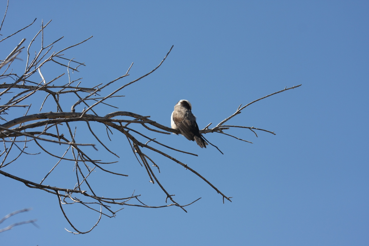 [19205] 2016_06_28_04_57_13_Africa_Canon_EOS_40D_IMG__02892.jpg