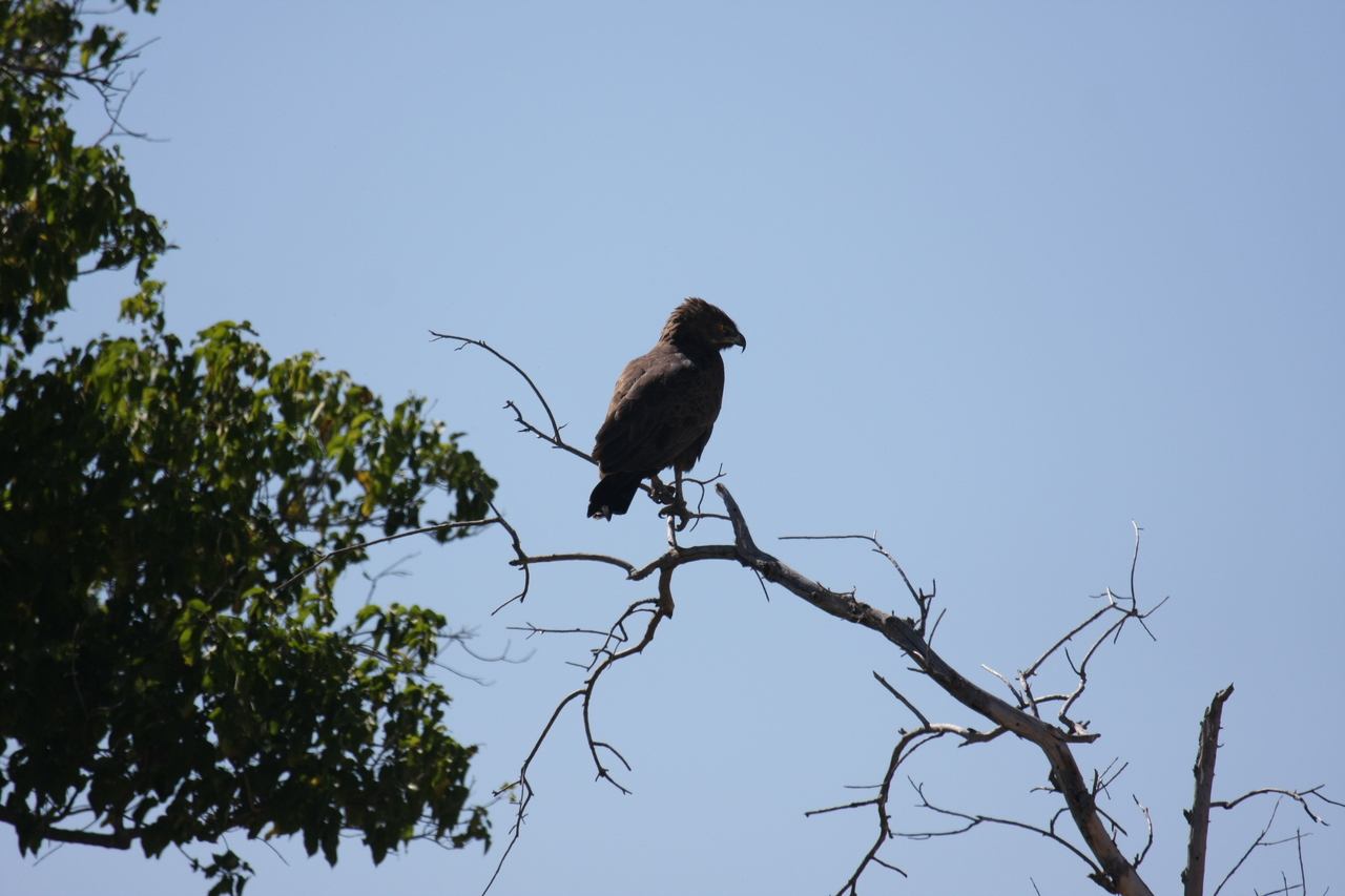 [19211] 2016_06_28_04_58_40_Africa_Canon_EOS_40D_IMG__02893.jpg