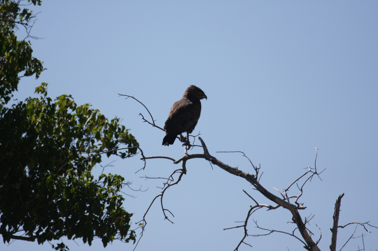 [19213] 2016_06_28_04_58_40_Africa_Canon_EOS_40D_IMG__02895.jpg