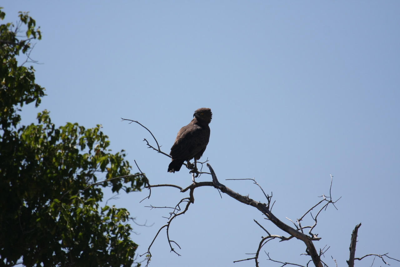 [19227] 2016_06_28_04_58_45_Africa_Canon_EOS_40D_IMG__00514.jpg