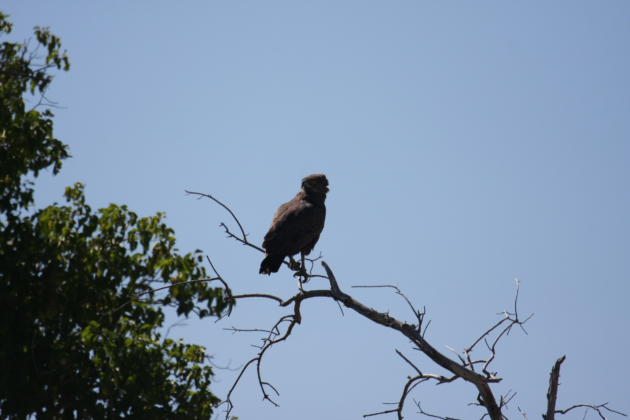 [19236] 2016_06_28_04_58_46_Africa_Canon_EOS_40D_IMG__02903.jpg