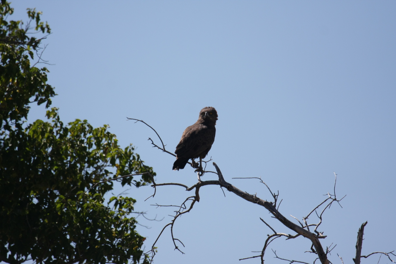 [19242] 2016_06_28_04_58_48_Africa_Canon_EOS_40D_IMG__10351.jpg