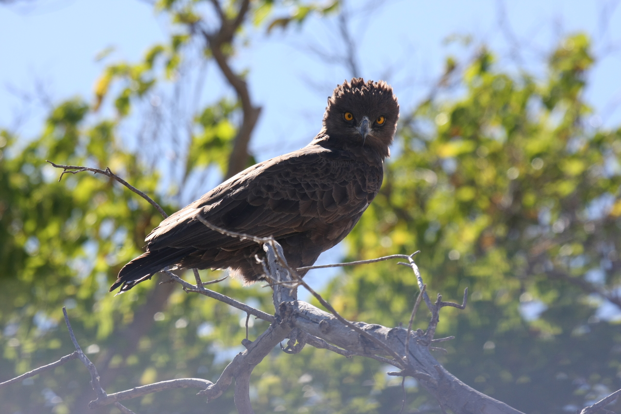 [19253] 2016_06_28_05_00_12_Africa_Canon_EOS_40D_IMG__02908.jpg