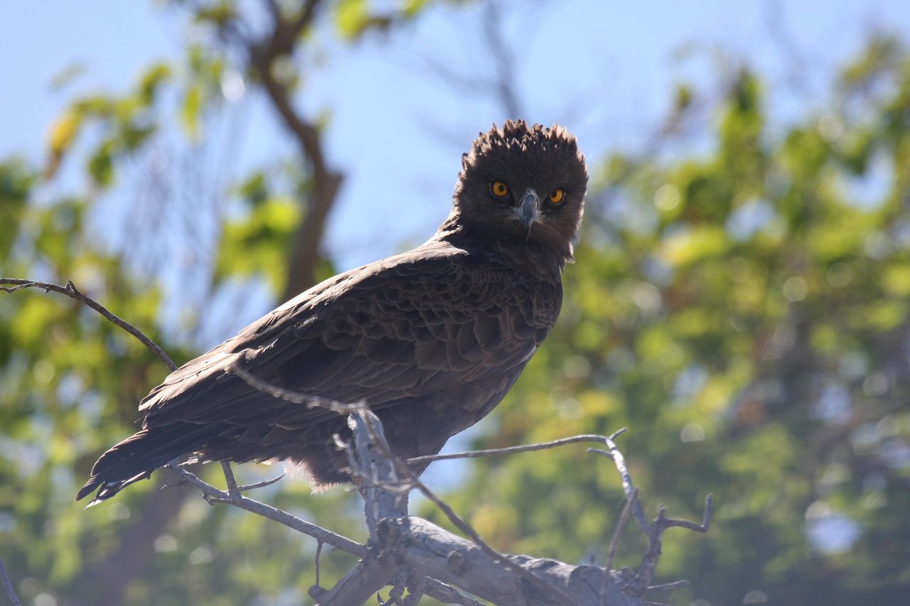 [19265] 2016_06_28_05_00_15_Africa_Canon_EOS_40D_IMG__02913.jpg
