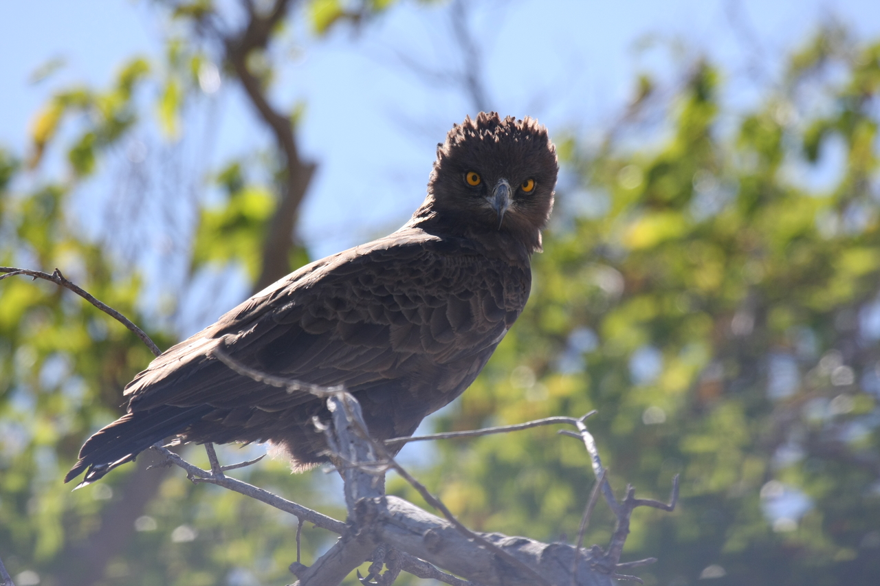 [19269] 2016_06_28_05_00_15_Africa_Canon_EOS_40D_IMG__10361.jpg
