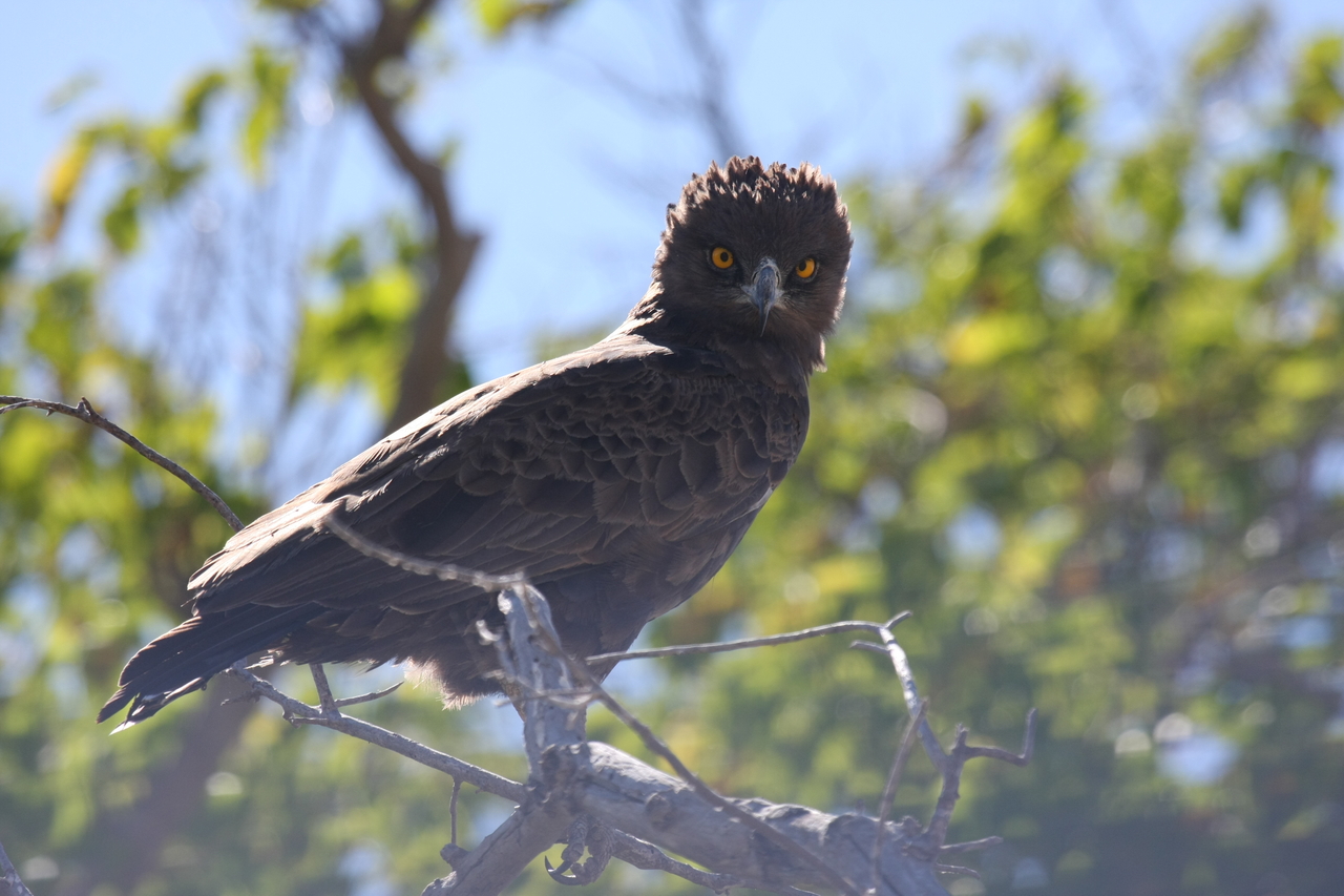 [19271] 2016_06_28_05_00_16_Africa_Canon_EOS_40D_IMG__00529.jpg