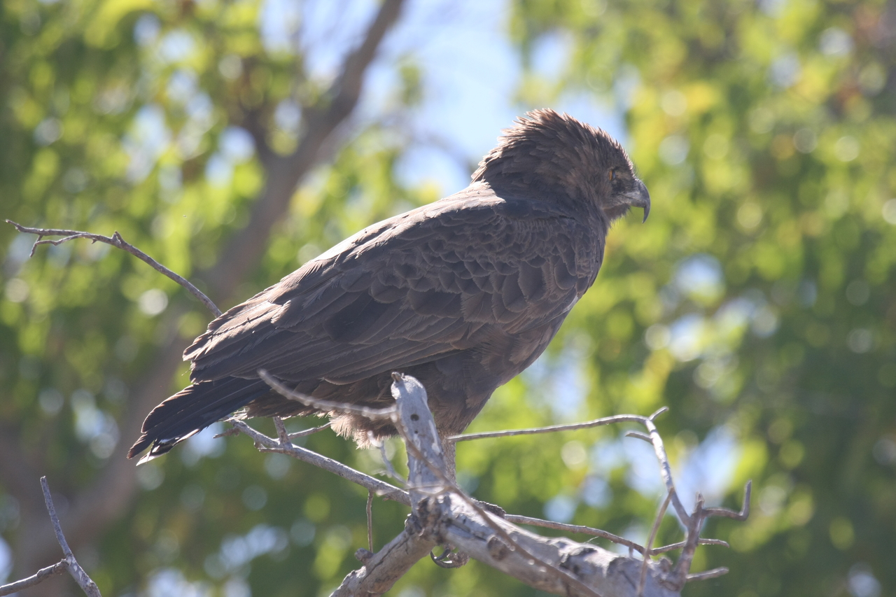 [19303] 2016_06_28_05_00_52_Africa_Canon_EOS_40D_IMG__02928.jpg