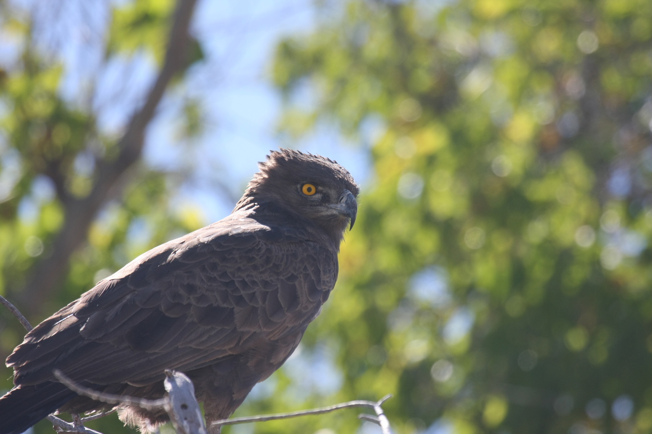 [19317] 2016_06_28_05_01_08_Africa_Canon_EOS_40D_IMG__02932.jpg